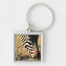 Suche nach der zebra der burchells Natur