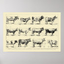 Suche nach vieh poster Vintag