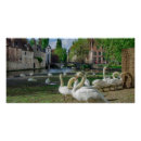 Suche nach weißer schwan poster Natur