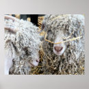 Suche nach lustige ziege poster Ziegen