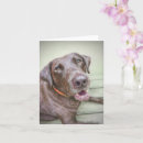 Suche nach schokolade labrador retriever karten Schokoladenlabrador