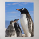 Suche nach die pinguine von der antarktis poster Ozean