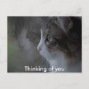 Suche nach denkend postkarten Katze