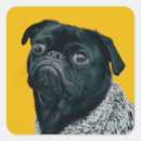 Suche nach schwarzer mops Hund