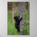 Suche nach schwarzer bär poster Ursus americanus