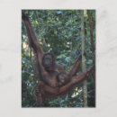 Suche nach orang utan baby postkarten Tierwelt