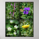 Suche nach essbar poster Fotografie