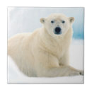 Suche nach erwachsene fliesen Tragen