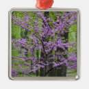 Suche nach nahe ornamente Rosa