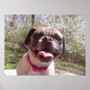 Suche nach lustige mops poster Tiere