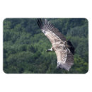 Suche nach greif magnete Griffin