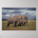 Suche nach african animals poster Color image