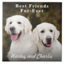 Suche nach kleiner hund fliesen Jede person