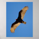 Suche nach türkisch poster Truthühner