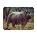 Suche nach hippo magnete Afrika