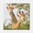 Suche nach giraffe magnete Niedliche tiere