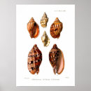 Suche nach vintage muscheln poster Illustration