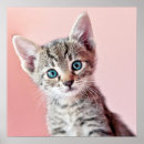 Suche nach hauskatzen poster Tabby