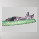 Suche nach katze mit grünen augen poster Tiere