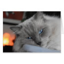 Suche nach ragdoll Blaue augen
