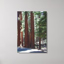 Suche nach redwood leinwandbilder Wald