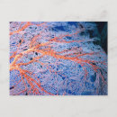 Suche nach okinawa postkarten Meereswelt