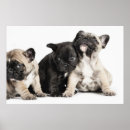 Suche nach pug poster Animal