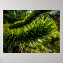 Suche nach affe baum poster Blätter