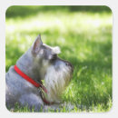 Suche nach hunde des schnauzer aufkleber Haustiere