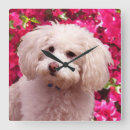 Suche nach pudel poster wanduhren Hund
