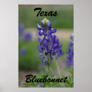 Suche nach texas bluebonnet poster Staat