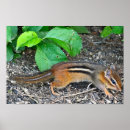 Suche nach chipmunk foto poster Tierwelt