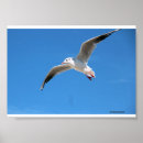 Suche nach möwe poster Wildtiere