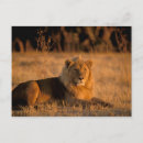 Suche nach panthera löwe postkarten Fauna