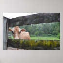 Suche nach jersey kuh poster Molkerei