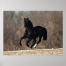 Suche nach schwarzer stallion Tier