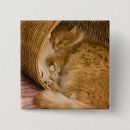 Suche nach katzenartig buttons Orange