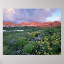Suche nach purpur poster Blume