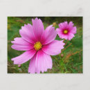 Suche nach kosmos blume postkarten Jede person