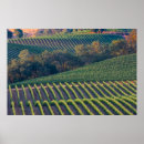 Suche nach weinberge poster Weintrauben