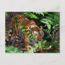 Suche nach sibirische tiger postkarten Ameisentiger