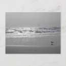 Suche nach seemöwen postkarten Ozean