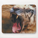 Suche nach bengalischer tiger mousepads Farbbild