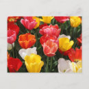 Suche nach rote tulpen postkarten Gartenarbeit