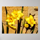 Suche nach jonquil Quelle