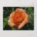 Suche nach fotografie postkarten Blumenreich