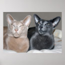 Suche nach orientalische katze poster Katzen