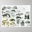 Suche nach zoologie poster Englisch