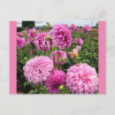 Suche nach rosa dahlien postkarten Sommer