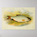 Suche nach fischdruck Flossen